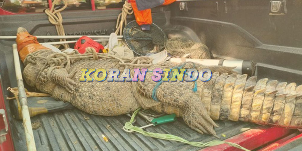 Heboh! Buaya Sepanjang 3 Meter Masuk Kebun Tebu di Sidoarjo