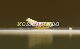 AS Laporkan Kasus ‘Cacing Sekrup’ Pemakan Daging Manusia